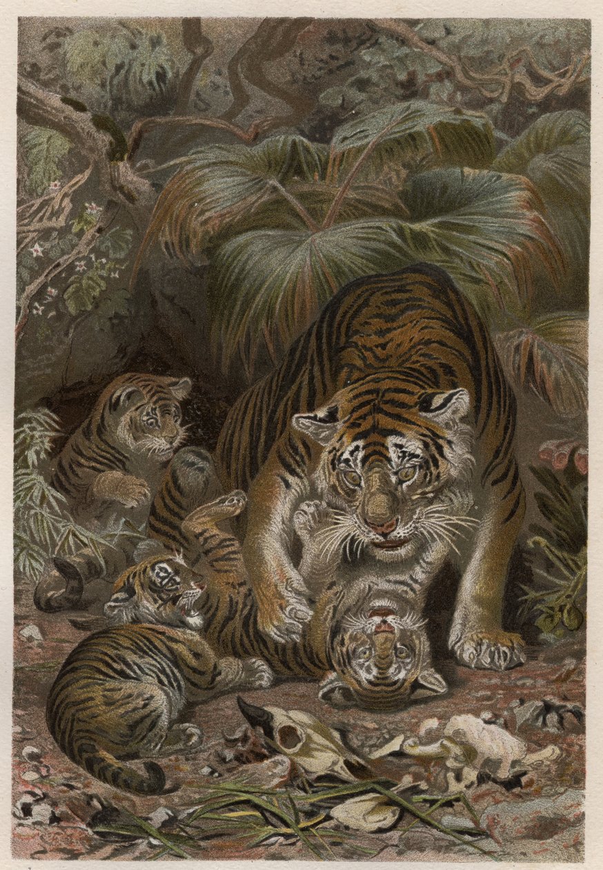 タイガーと子グマ - タイガー（Panthera tigris）と子グマ - Alfred Edmund Brehm (1829Ð1884)の「Brehm