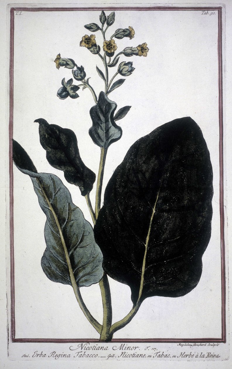 19世紀のハーバリウムに収められたタバコの葉と花（Nicotiana Minor）。 作： 無名の画家