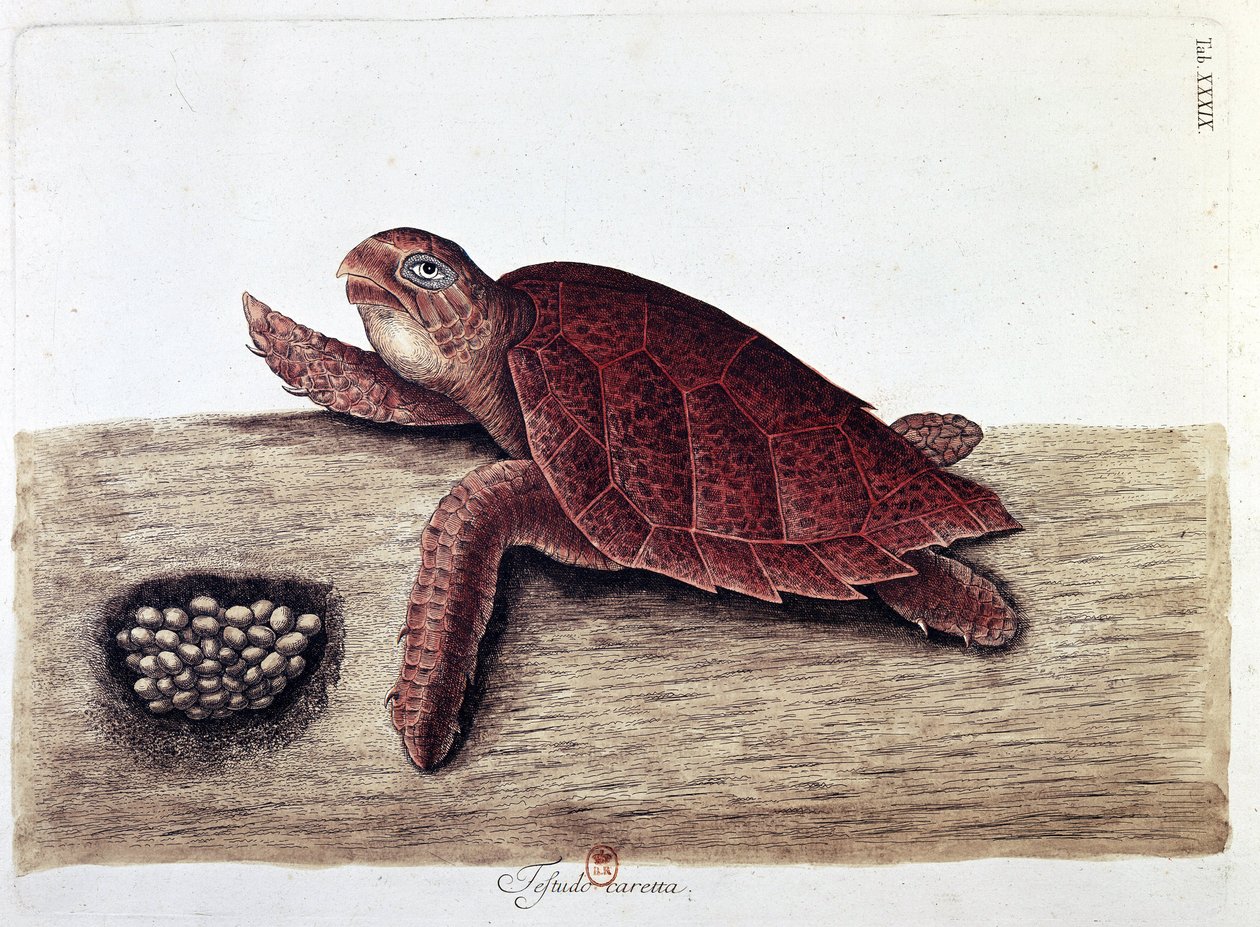 カメとその卵 - natural history board, B.N. 作： 無名の画家