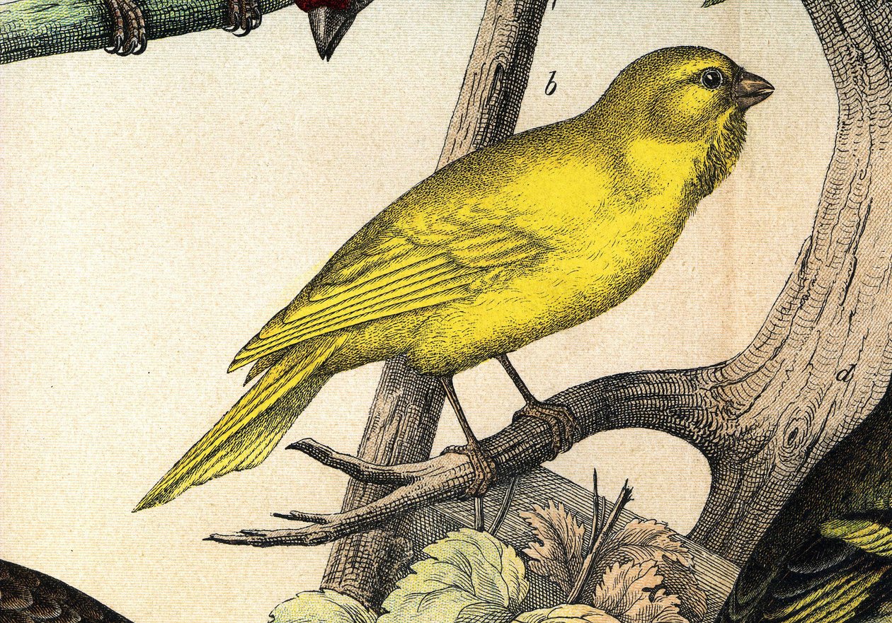 Un Canari - "Histoire naturelle des oiseaux", ed. Hoeopli, Milan 作： 無名の画家