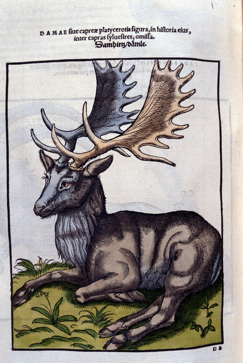Conrad Gesner (1516 - 1565)のHistoria AnimaliumにおけるUn reindeer (cervidé), Tiguri 作： 無名の画家