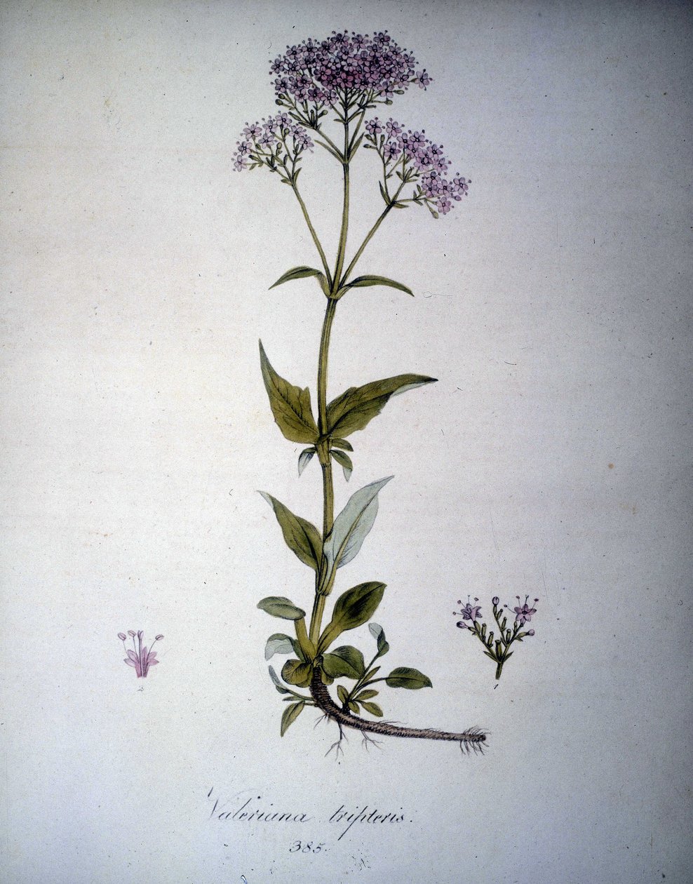 Valeriana mauveまたはValeriana tripteris。19世紀のハーバリウム。 作： 無名の画家