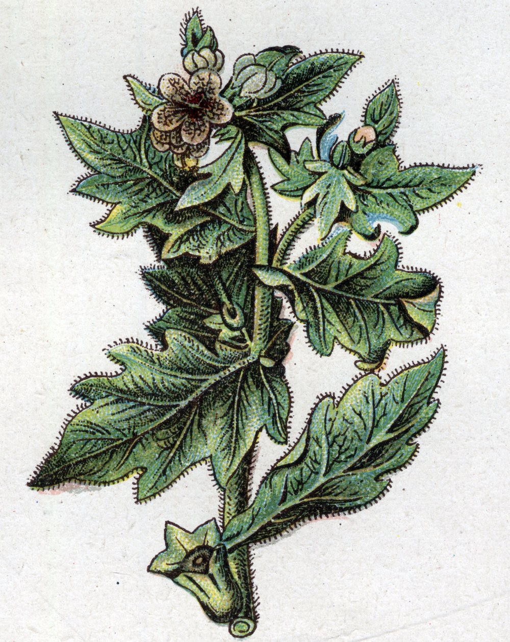 Venenous botanical plants: up to.フリードリヒ・エドゥアルド・ビルツ（1842-1922）の『自然の薬』に掲載された版画 作： 無名の画家