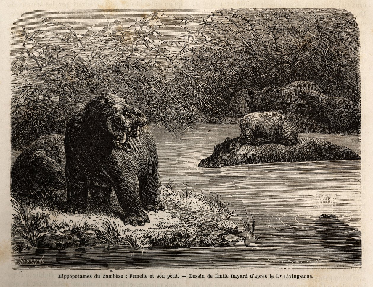 Zambese Hippotamus: 川の中でリフレッシュする雌とその子供。1840年から1856年にかけて行われたリビングストン博士の南部アフリカへの最初の航海を示すエングレーヴィング。 作： 無名の画家