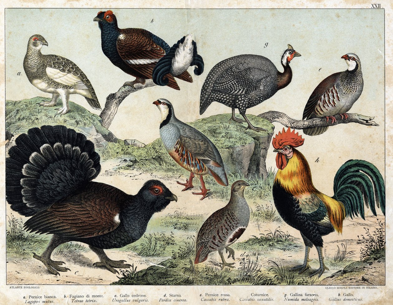 a:アルペン・ラグーン（Lagopus mutus）、b:ライアーテトラ(Tetrao tetrix)、c：グレートテトラ(Urogallus vulgaris)、d：アッシュパートリッジ(Partrix cinerea)、e：レッドパートリッジ(caccabis rubra)、f：バルタベル(caccabis saxatis)、g：ギニアファウル(Numida meleagris)、h：ルースター( 作： 無名の画家