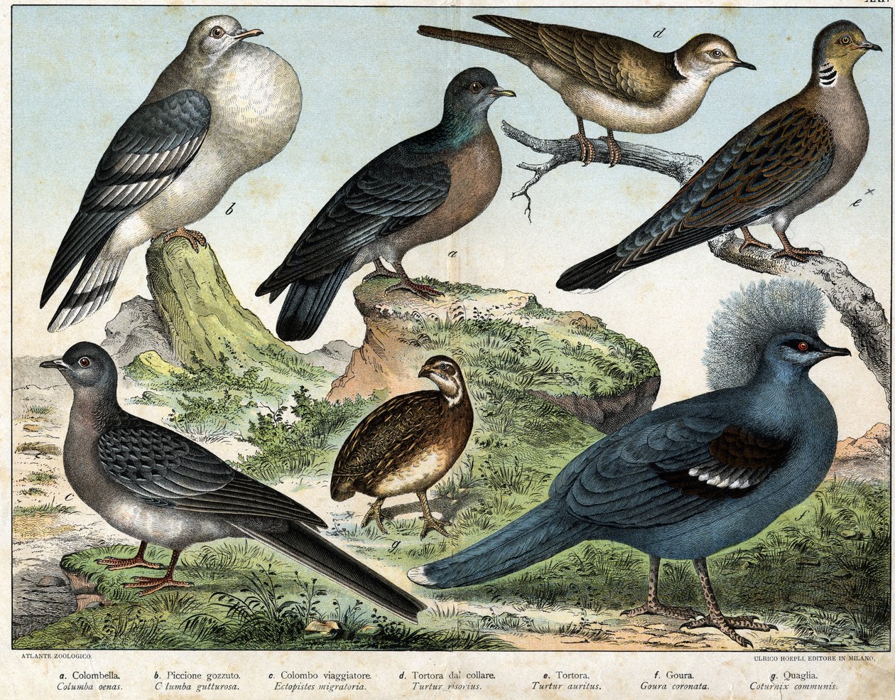 a:Columbian pigeon (Columba oenas), b: Mongolian dove (Columba gutturosa), c:渡り鳥のハト（Etopistes migratoria）、d:トルコ鳩（Turtur risorius）、e:キジバト（Turtur auritus）、f：グーラ（Goura coronata）、g：コムギウズラ（Coturnix communis） - " 作： 無名の画家