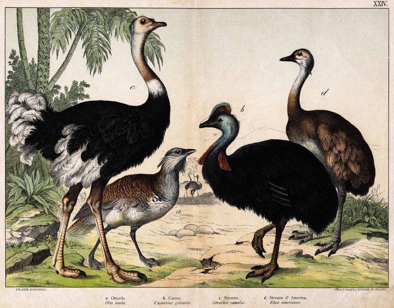a:グランス・ビスタード（Otis tarda）、b：カソア（Casarius galeatus）、c:アフリカダチョウ（Struthio camelus）、d:ナンドン（Rhea Americana） -Hoepli編「オイデアルの自然史」（ミラノ）より 作： 無名の画家
