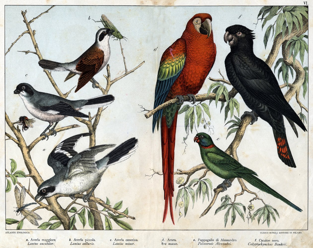 a:グレイ・グリエッチ（Lanius excubitor）、b：ノーザン・グリエッチ（Lanius collurio）、c:ピンクブレスト・グリコ（Lanius linor）、d:レッドアラ（Ara macao）、e:Alexandria Parrot (Palaeornis Alexandria), f: Banksian Cacatoes (Calyptorynchus banksii) - 「Natural History of 作： 無名の画家