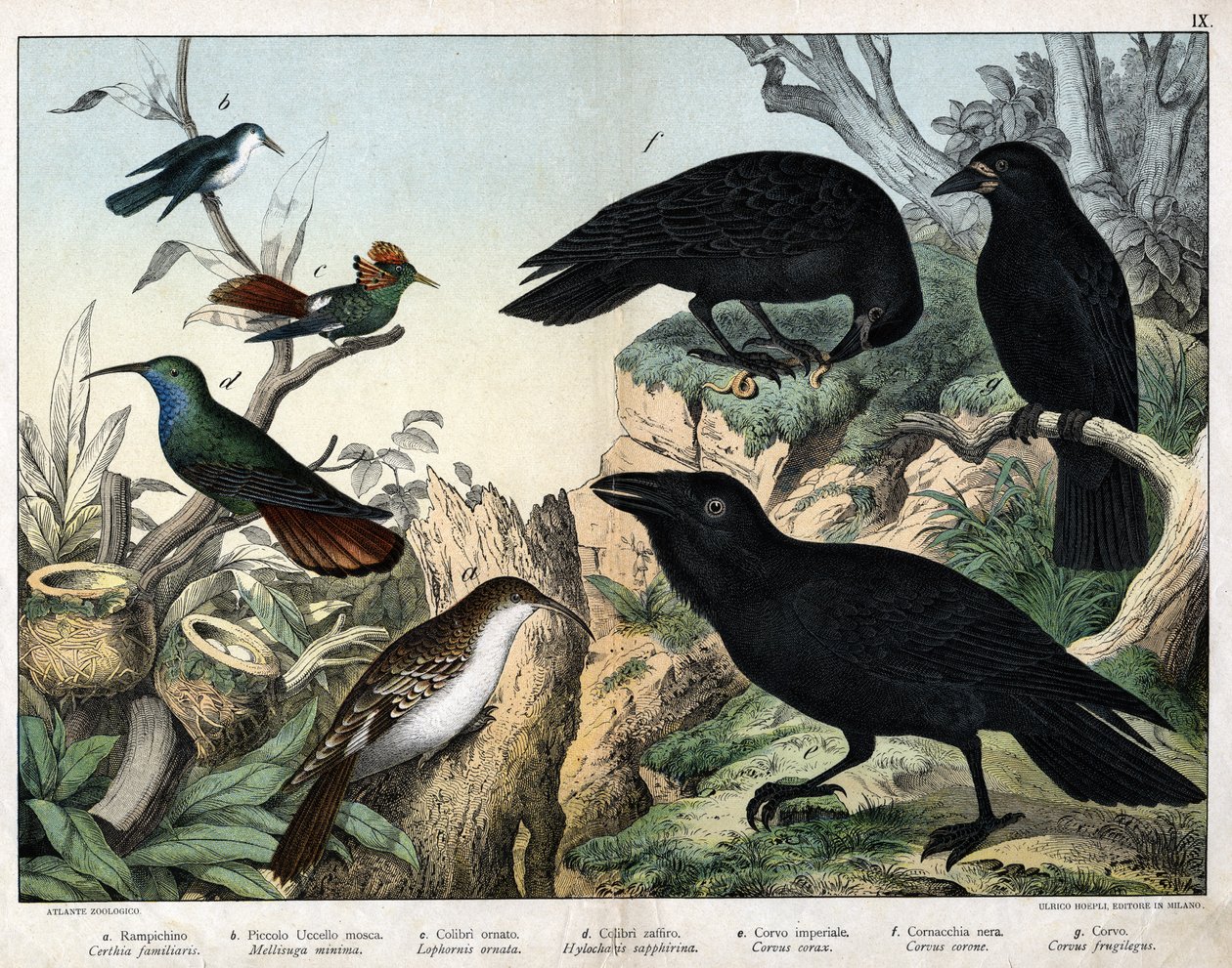 a:グリムペロー（certhia familiaris）、b：小ハエドリ（Mellisuga minima）、c:オナートハチドリ（Lophornis ornata）、d：サファイアハチドリ（Hylocharis sapphirina）、e：インペリアルカラス（Corvus corax）、f：ブラックカラス（Corvus Corone）、g：カラス（Corvus fruity gi 作： 無名の画家