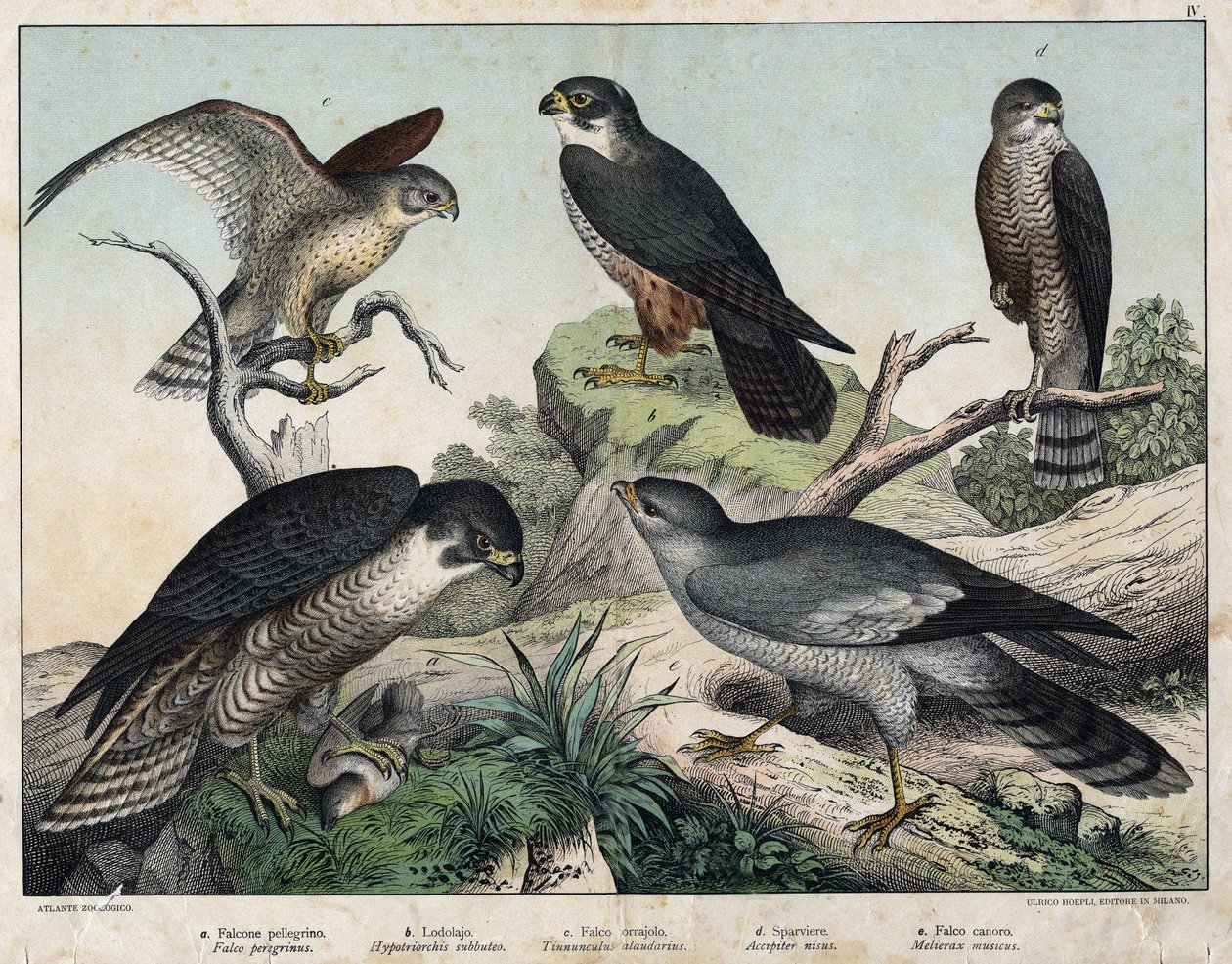 a:ペレリンファルコン（Falco peregrinus）、b：ハクビシン（Hypotriorchis subbuteo）、c:ケストレル・ファルコン（Tunnunculus alaudarius）、d:ヨーロピアン・ホーク（Accipiter nisus）、e：シンギング・アラウンド（Melierax musicus）......Hoepli編『Natural History of Birds』（ミラノ）に掲載。 作： 無名の画家