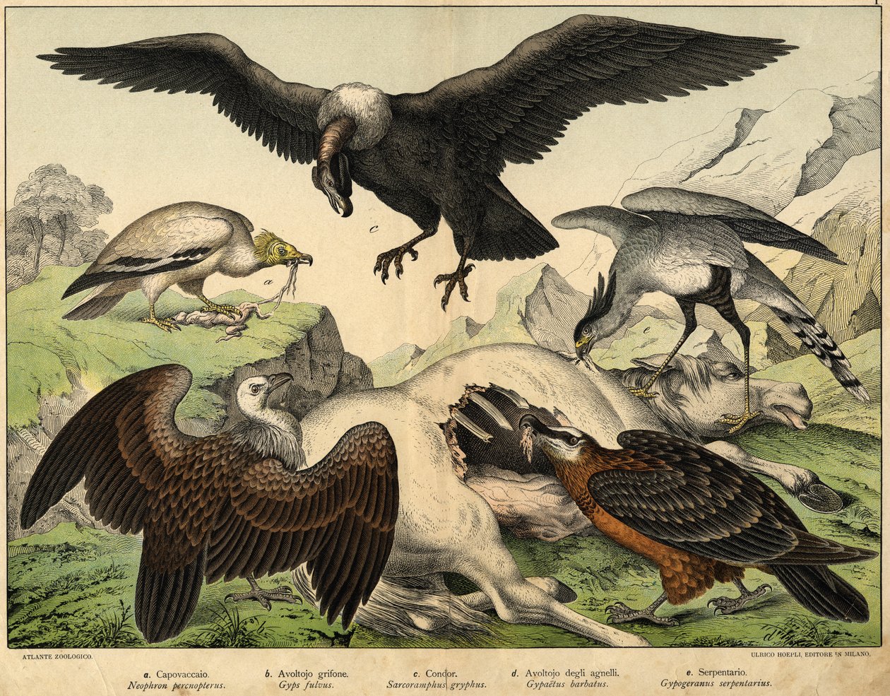 a:ペルノプテルス（Neophron percnopterus）、b：グリフォンハゲタカ（Gyps fulvus）、c:コンドル（Sarcoramphus gryphus）、d:d：子羊のハゲタカ（Gypaëtus barbatus）、e：蛇（Gypogeranus serpentarius）......Hoepli編『鳥類の自然史』（ミラノ）より 作： 無名の画家