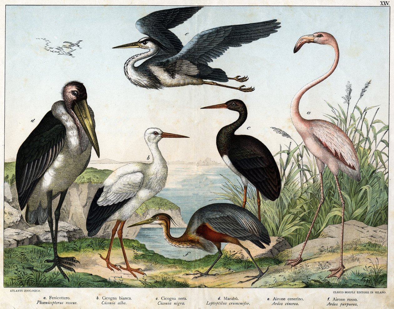 a:b：コウノトリ（Ciconia alba）、c:コウノトリ（Ciconia migra）、d:マラブー（Leptoptilus crumenifer）、e:シラサギ（Ardea cinerea）、F:朱鷺（Ardea purpurea）......「鳥類の自然史」編集部。 作： 無名の画家