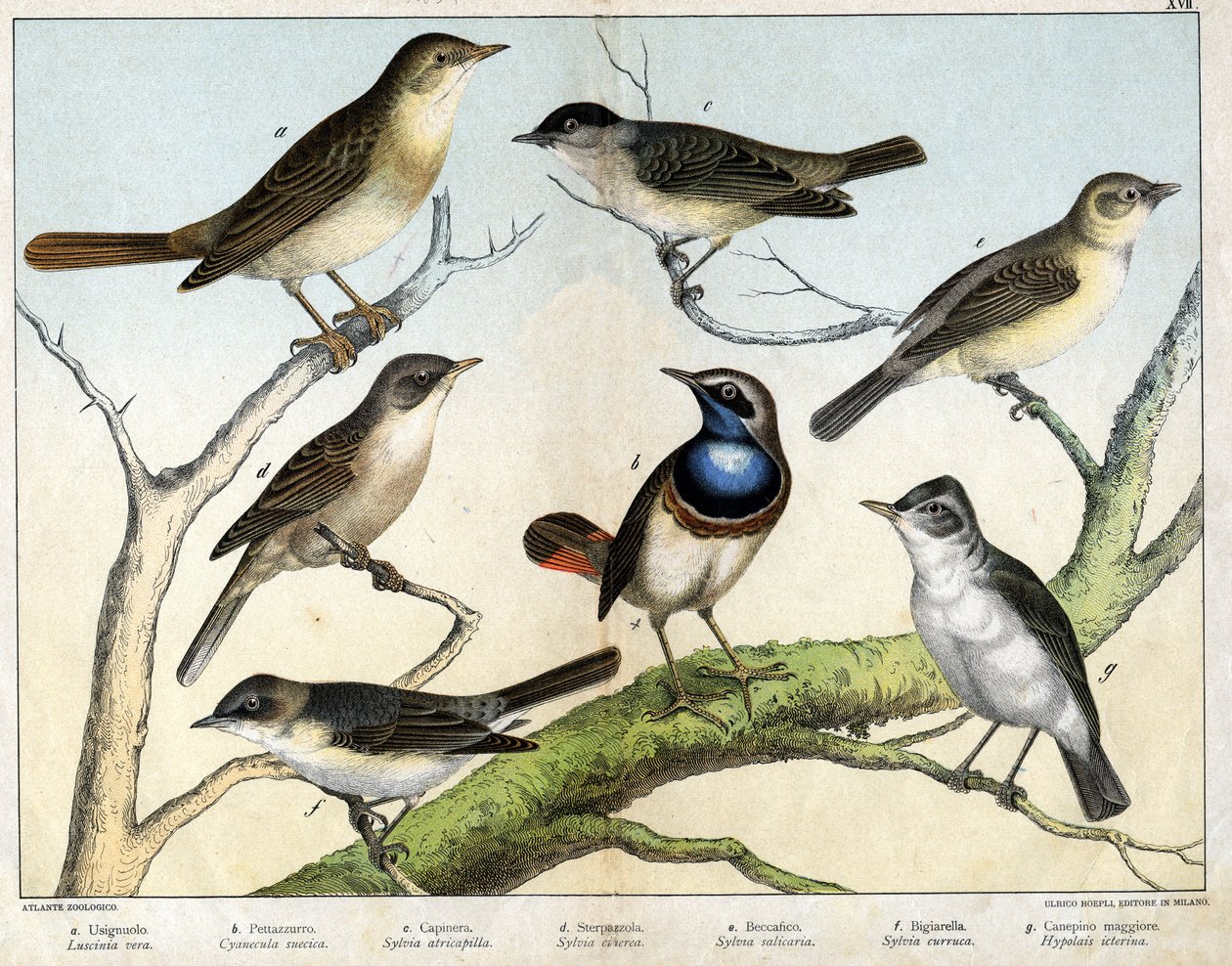 a：ロシニョール（Luscinia vera）、b：ペタッツーロ（Cyanecula suecica）、c．ブラックヘッド（Sylvia atricapilla）、d：ステルパッツォーラ（Sylvia ciciera）、e:ベクフィグ（シルビア・サリカリア）、f：タカ（ビギアレラ、シルビア・カルーカ）、g：カネピノ・ジオーレ（ヒポライズ・イチェリナ） -「ナチュラル」にて 作： 無名の画家