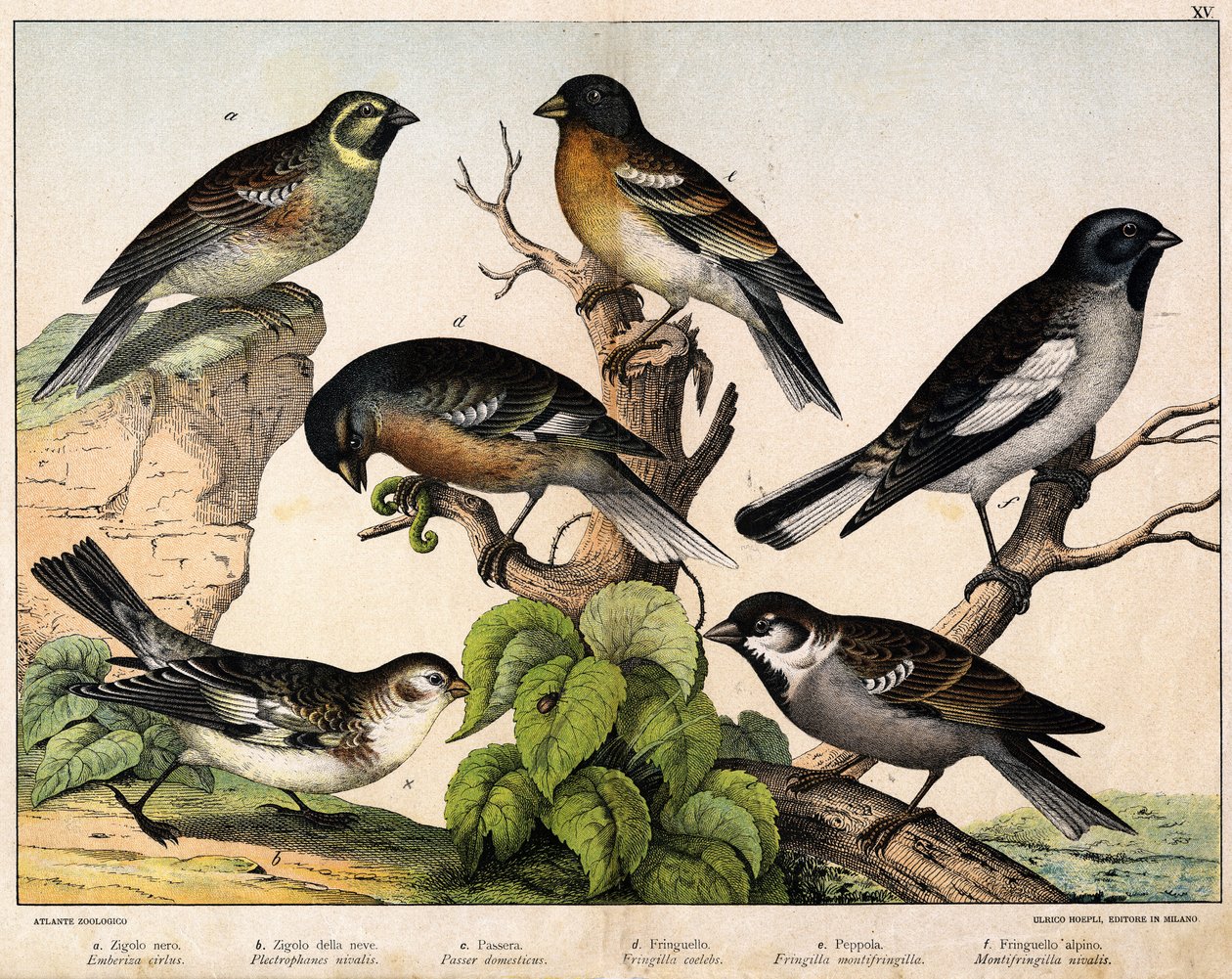 a:スズメ（Emberiza circlus）、b：ユキノシタ（Plectrophanes nivalis）、c:スズメ（Pour domesticus）、d:ピンソン（Fringilla coelebs）、e:Northern Pinson (Fringilla montifringilla), Niverolle (Montifringilla nivalis) - "Natural History of birds", ed. Hoep 作： 無名の画家