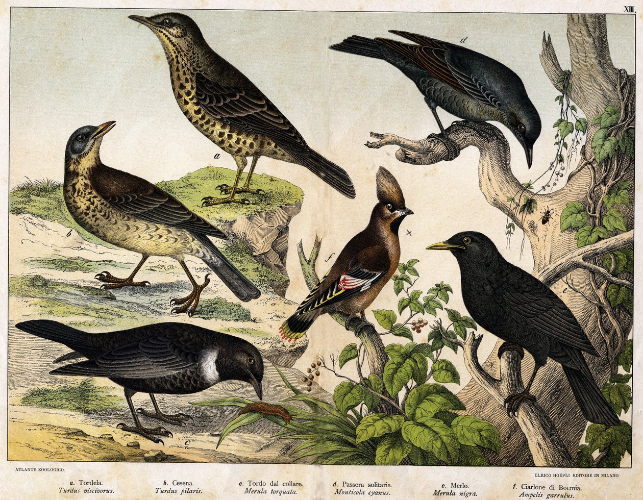 a:ツグミ（Turdus viscivorus）、b：ツグミ（Turdus pilaris）、c:クロツグミ（Merula torquata）、d:ブルーブラックバード（Monticola cyanus）、e：ブラックバード（Merula nigra）、f：ボヘミアン・デ・チャタラー（Ampelis garulus）-Hoepli編『鳥の自然史』（ミラノ）より 作： 無名の画家
