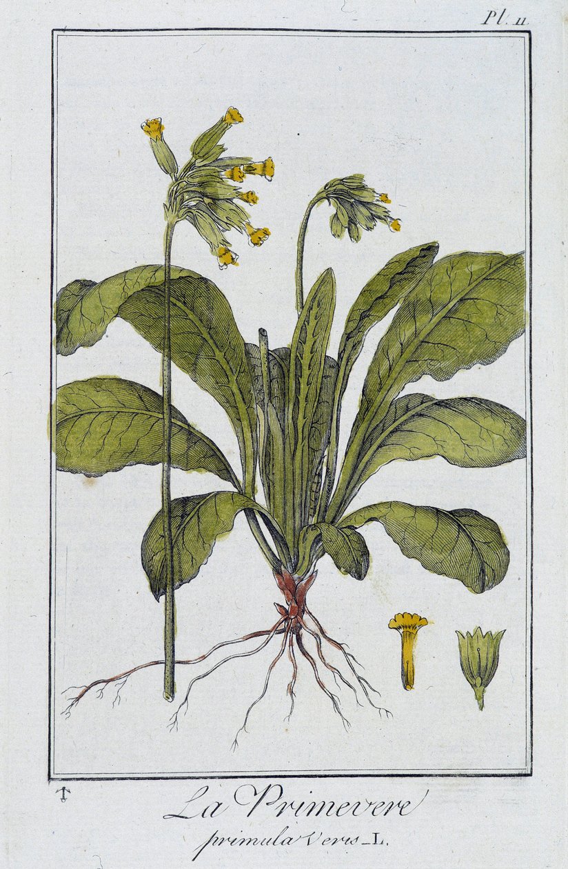la Primevere (Primula vers) - J.C. Philibert著「商人のための植物学演習」（Imprimerie de Crapelet, Paris）に収録。 作： 無名の画家