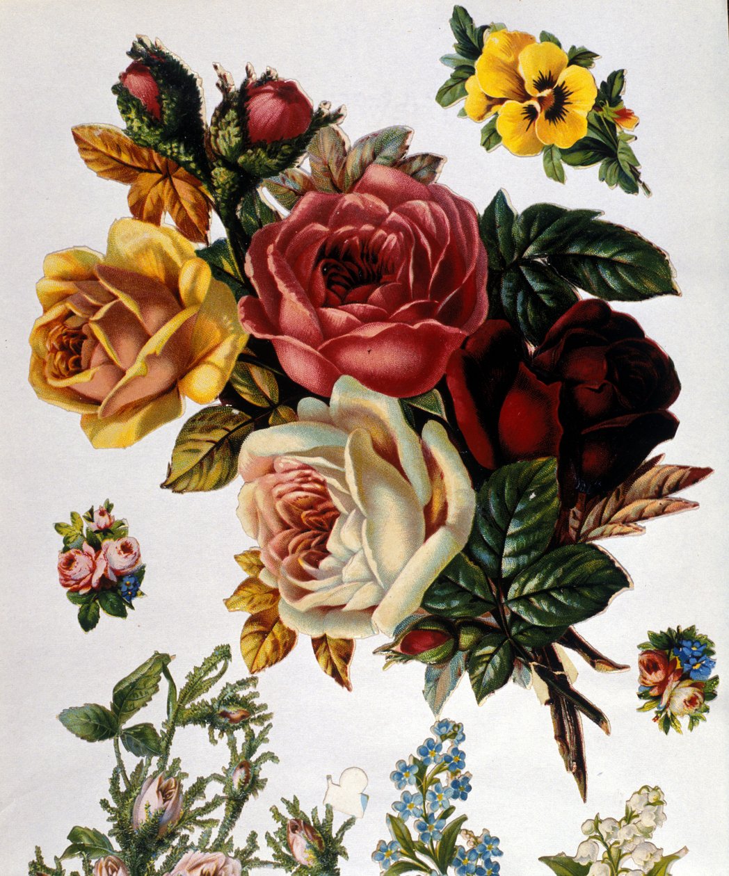 薔薇の花束19世紀のクロモリトグラフ。 作： 無名の画家