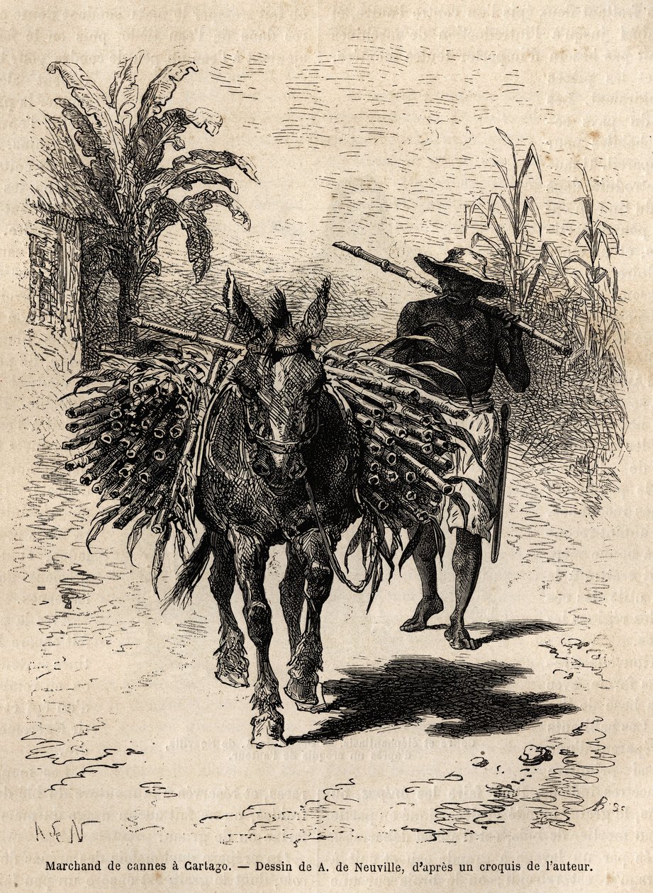 カルタゴ（コスタリカ）のサトウキビ商人とラバ、誰もいない街に活気を与える唯一の商人。1869年にサフレー博士が行ったニュー・グラナダへの航海を説明するためのエングレーヴィングで、1873年にエドゥアール・シャールが編集した「Le tour du monde」に掲載されている。 作： 無名の画家