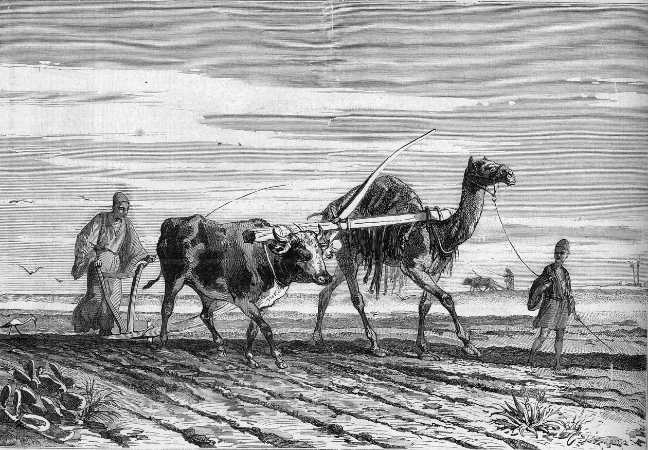 エジプトの農業：牛とラクダに引かれたプラウ。1882年6月17日発行の "Le Monde Illustré "1316号に掲載された図版。 作： 無名の画家