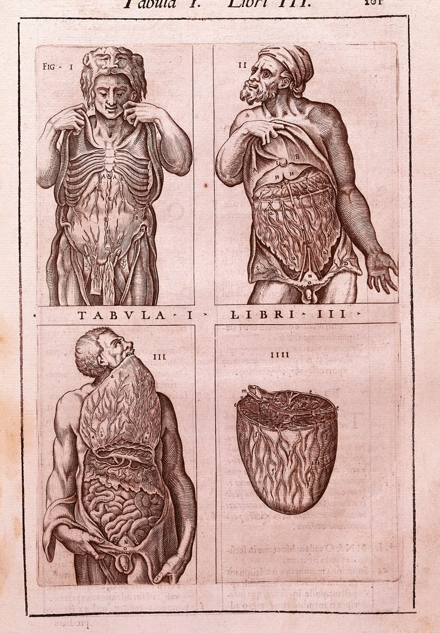 腹部の寸法、筋肉、腸、胃を表す解剖学的ボード。Juan Valverde De Amusco (1525-1588)による「Anatomia Corporis Humani」のエングレーヴィング。第1表、第3巻。バルセロナ。カタルーニャ国立図書館（Biblioteca de Catalunya 作： 無名の画家