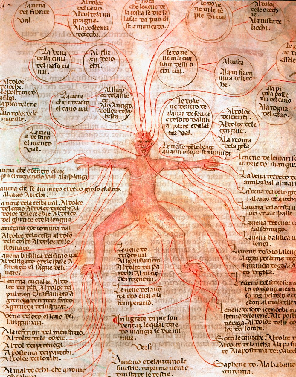 血液循環を示す解剖図 13世紀ヴェネツィア、Biblioteca Marcianaの写本 "De surgia "のミニチュア 作： 無名の画家