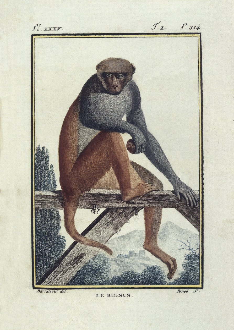 BUFON, Georges-Louis Leclerc, count of (1707-1788).アカゲザル。"Histoire naturelle, generalale et particular "の挿絵。 作： 無名の画家