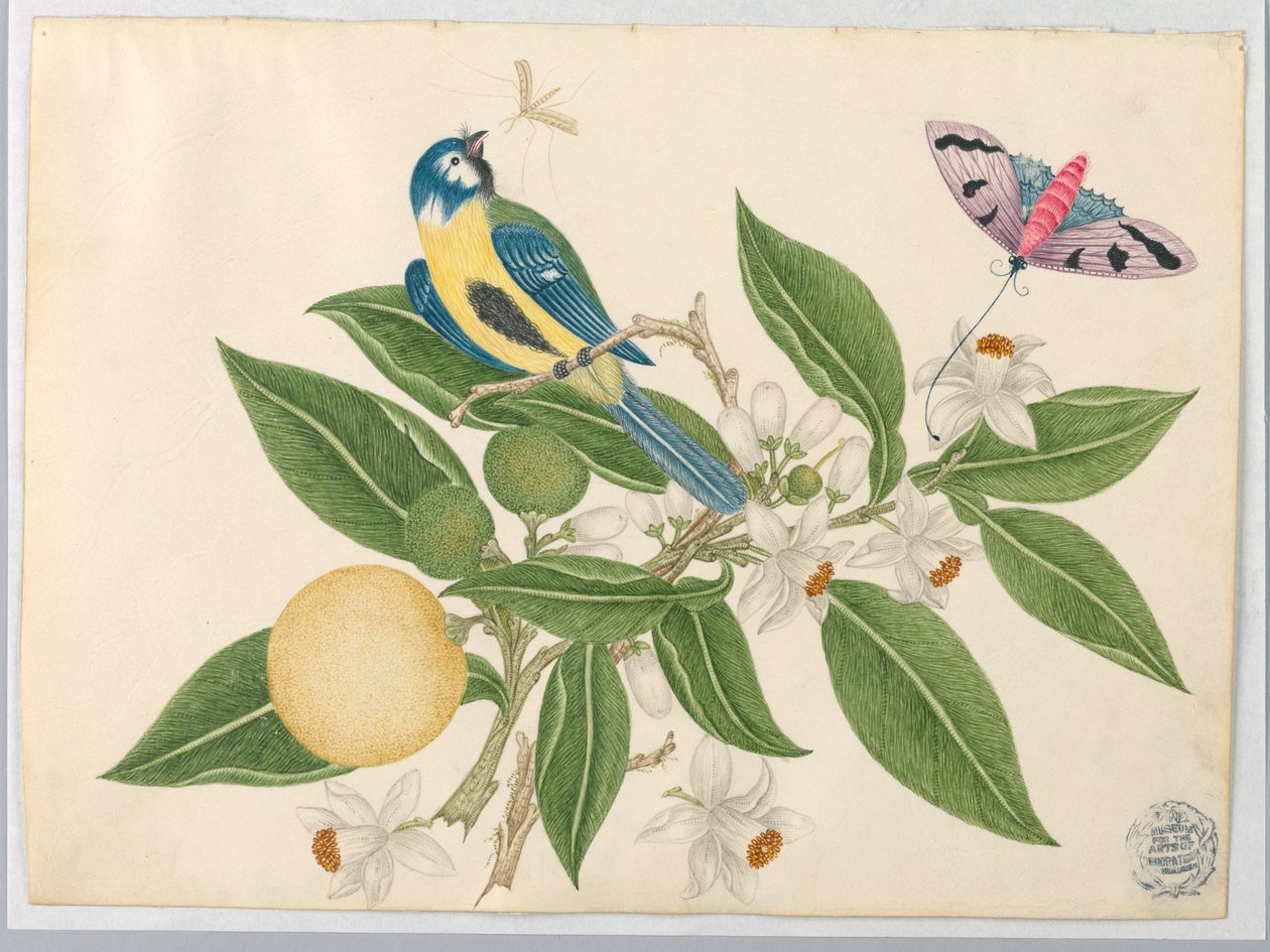 蝶とオレンジの枝の鳥 作： 無名の画家