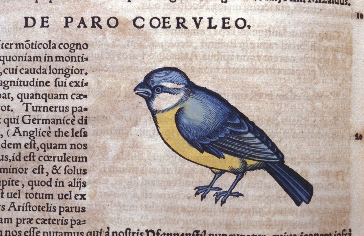 コンラッド・ゲスナー(1516 - 1565)の『Historia Animalium』に登場するブルーパセリーネ、ティグリ 作： 無名の画家