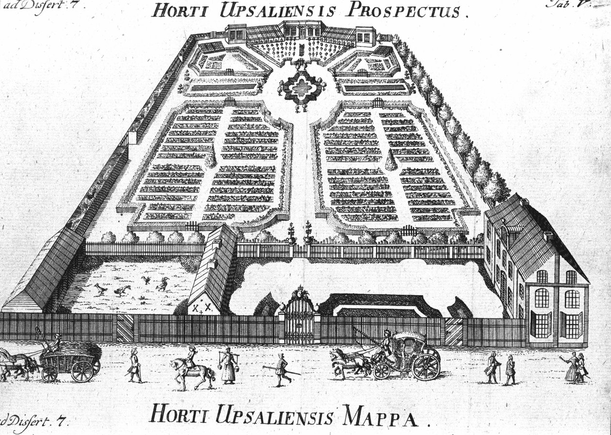 植物園 - HORTI UPSALIENSISの展望と計画。 作： 無名の画家