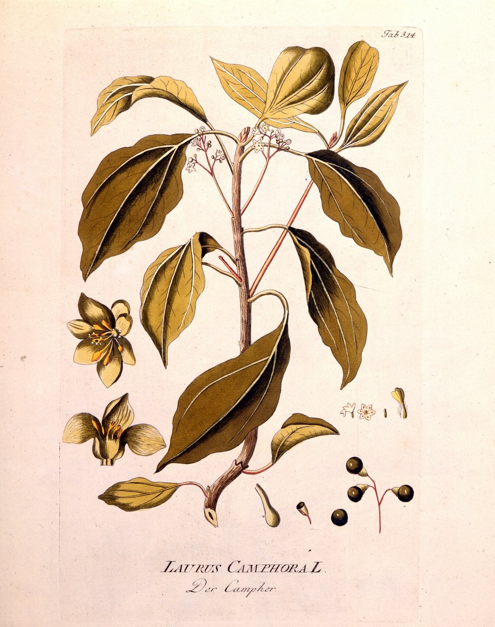 植物板：樟脳（Laurus Camphora）。オーストリアの医師・植物学者Joseph Jacob von Plenck（1738-1807）による「da Icons Plantarum medicinalium」（1791年ウィーン）に掲載されたエングレーヴィング。 作： 無名の画家