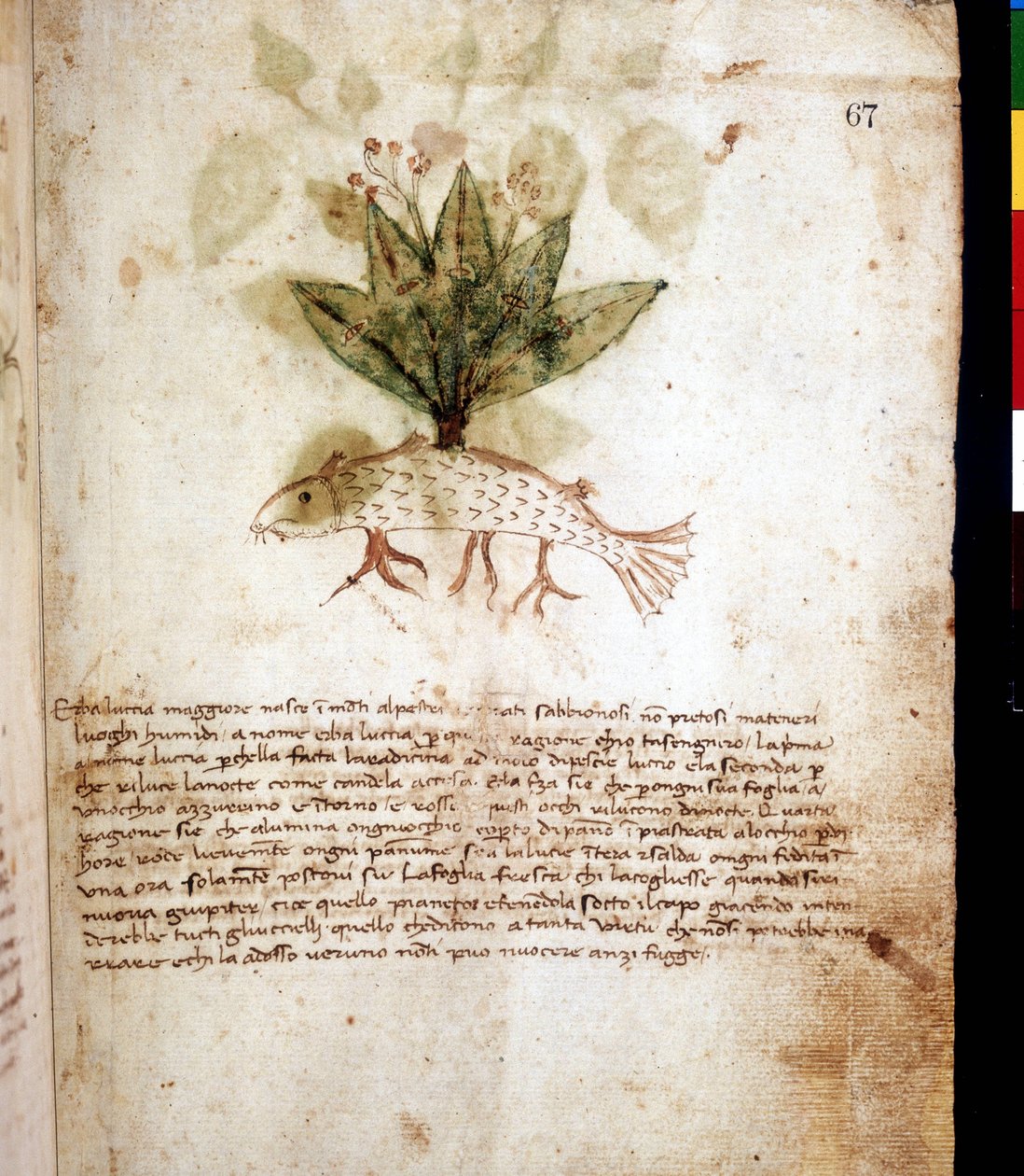 ルキア・マッジョーレ」という草を表す植物図譜。リミニの図書館 作： 無名の画家