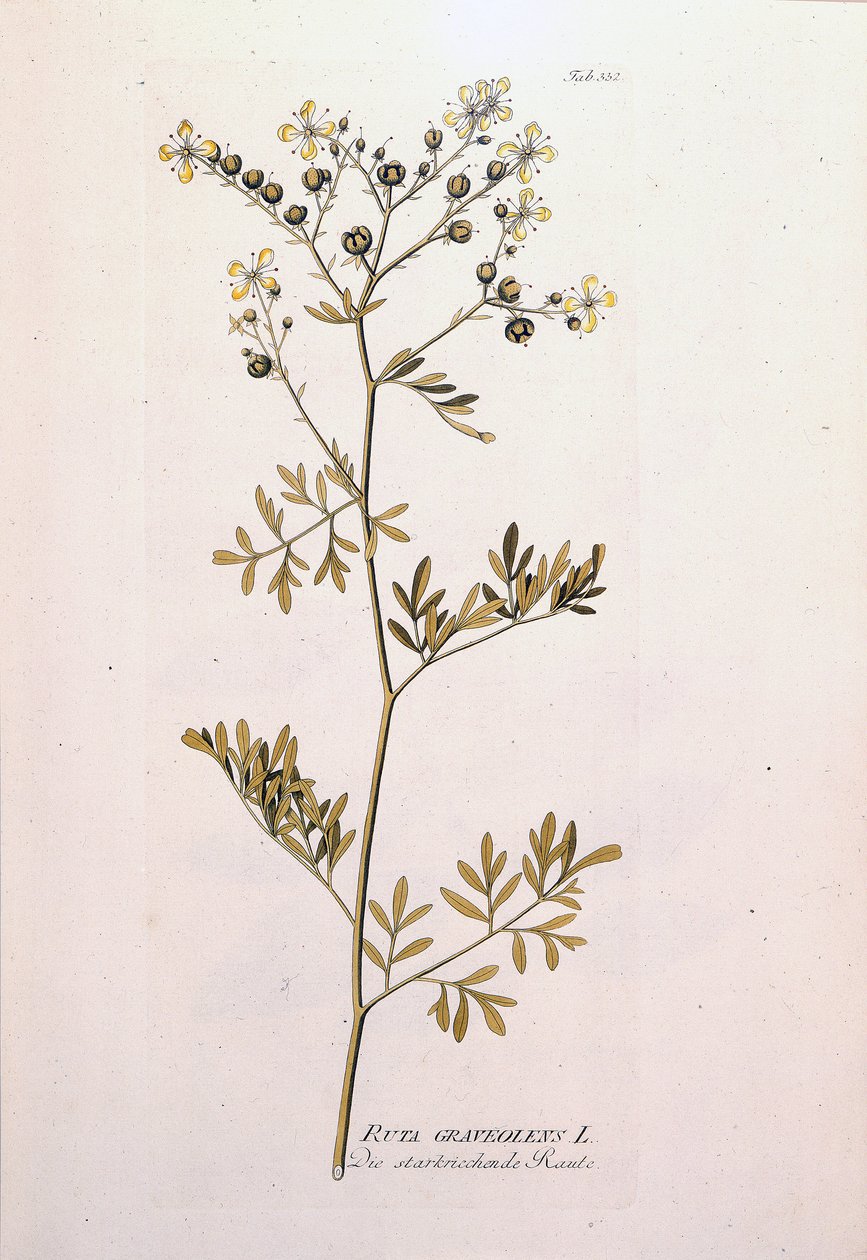 植物板：Rue officinale（Ruta graveolens）。J.J.Plenck著「Icons Plantarum medicinalium」（ウィーン、オーストリア）にて 作： 無名の画家