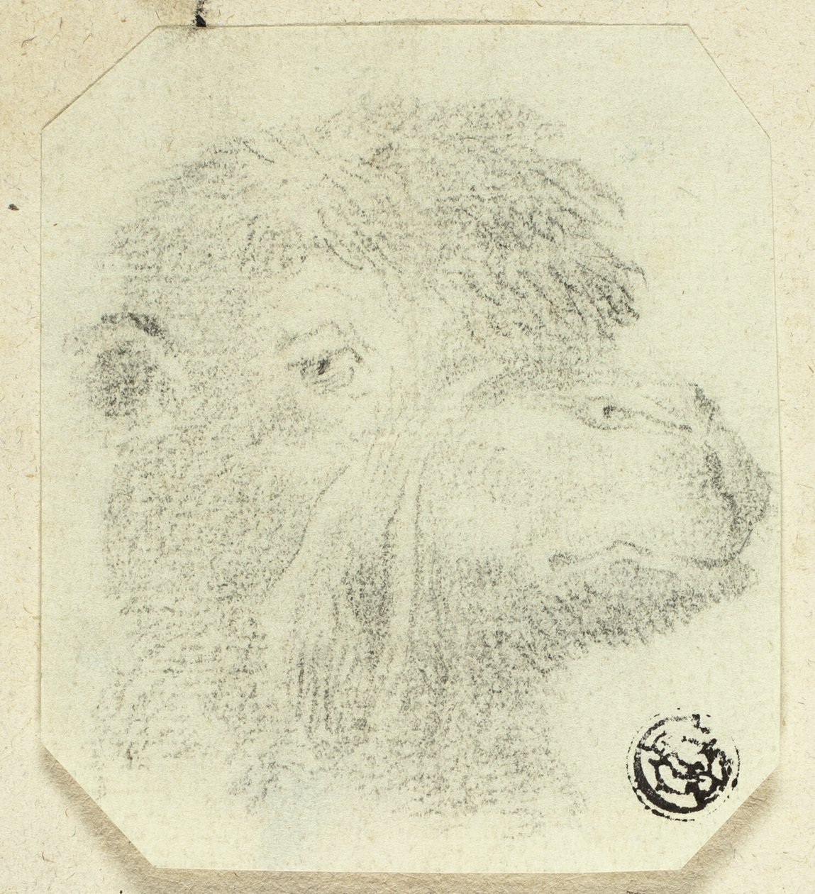 ラクダの頭（右向き 作： 無名の画家