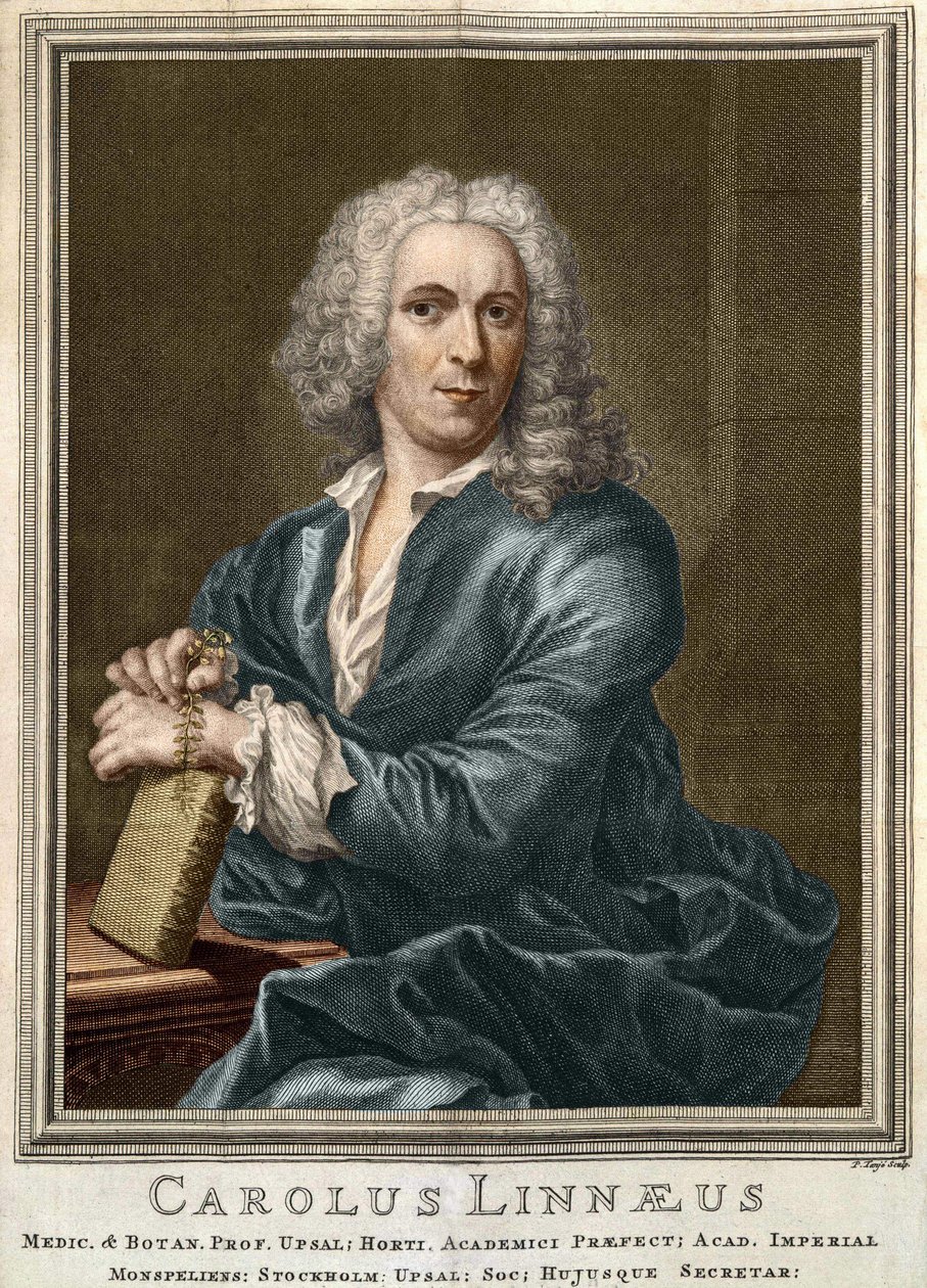カール・フォン・リンネ スウェーデンの博物学者・作家（1707年～1778年 作： 無名の画家