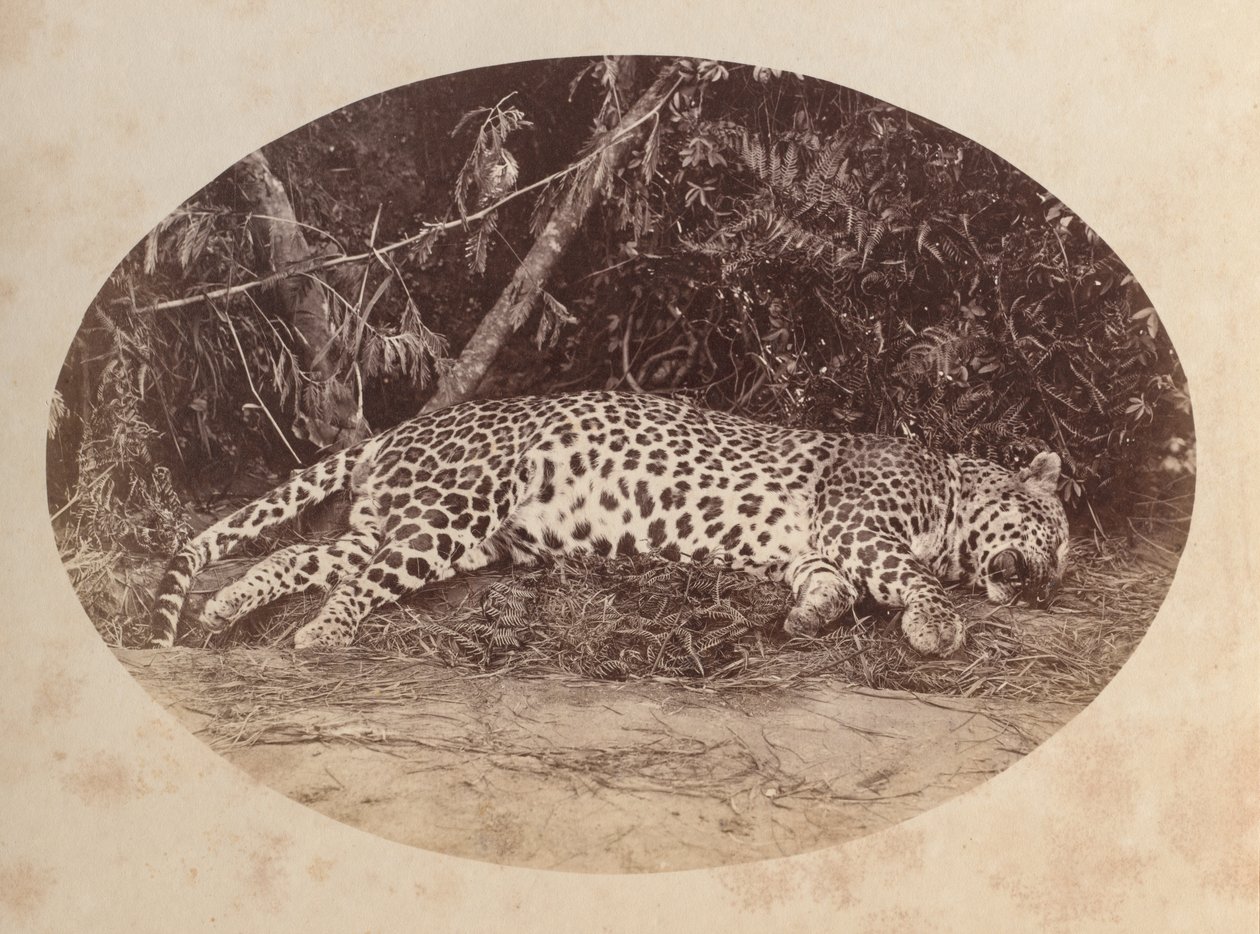 死んだヒョウ 作： 無名の画家