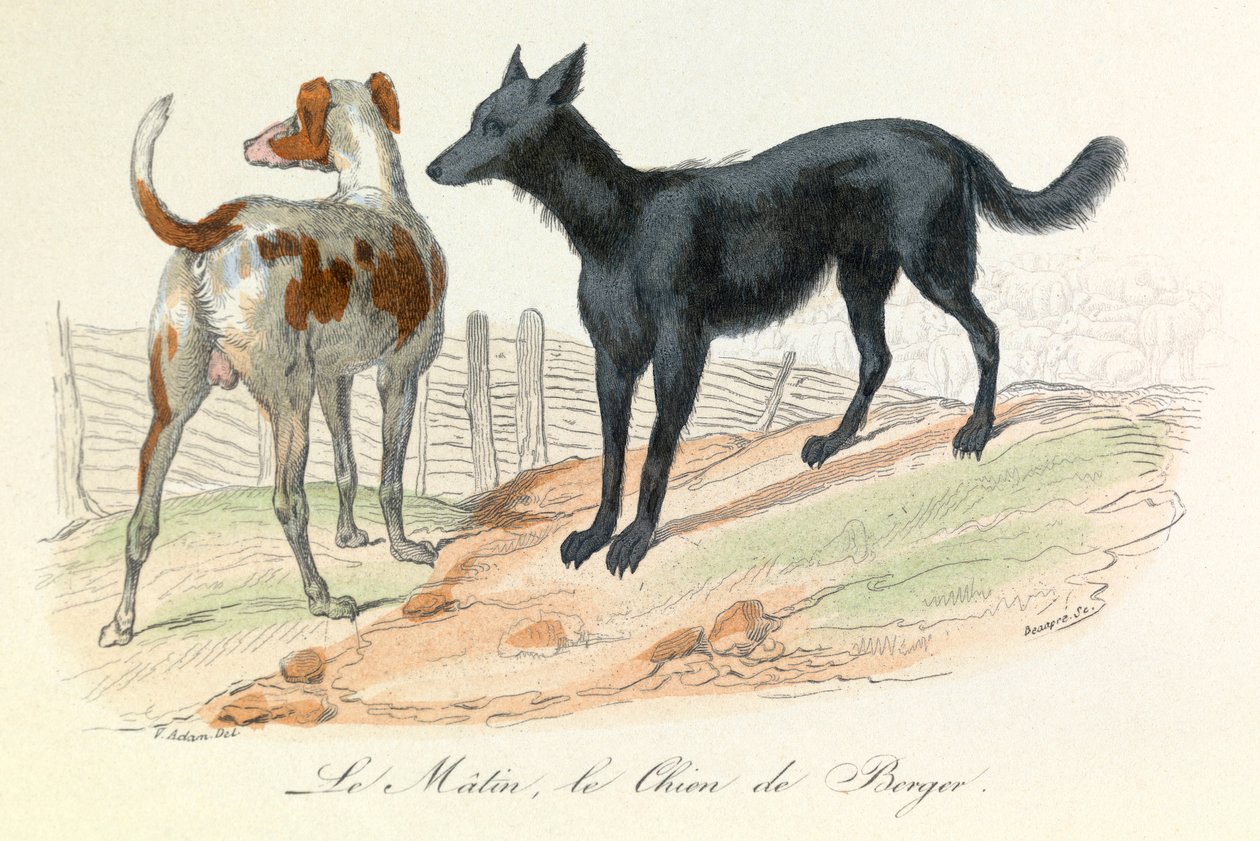 犬とマタン、リンネとキュヴィエによって分類された2つの動物（エングレーヴィング） 作： 無名の画家