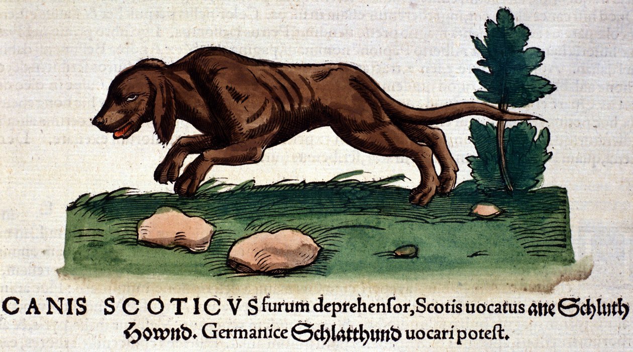 コンラッド・ゲスナー著『Historia Animalium』の犬、Tiguri 1560年。Braidense国立図書館。ミラノ 作： 無名の画家