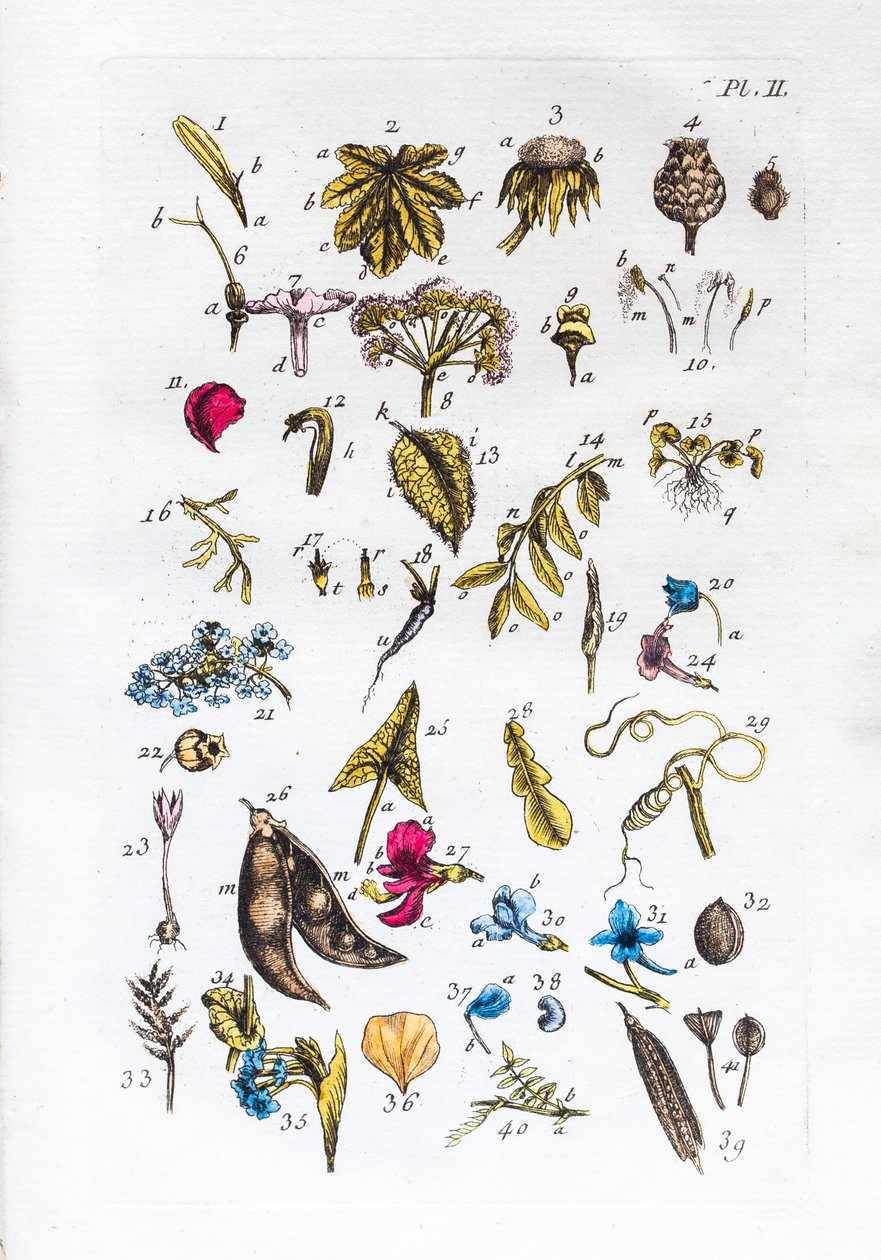 Flora Parisiensisの図とその名前の初歩的な表 作： 無名の画家