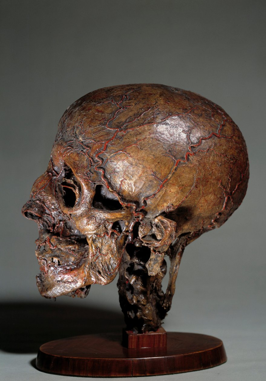 蝋を注入して作られた人間の解剖学的頭部18世紀 個人蔵 作： 無名の画家