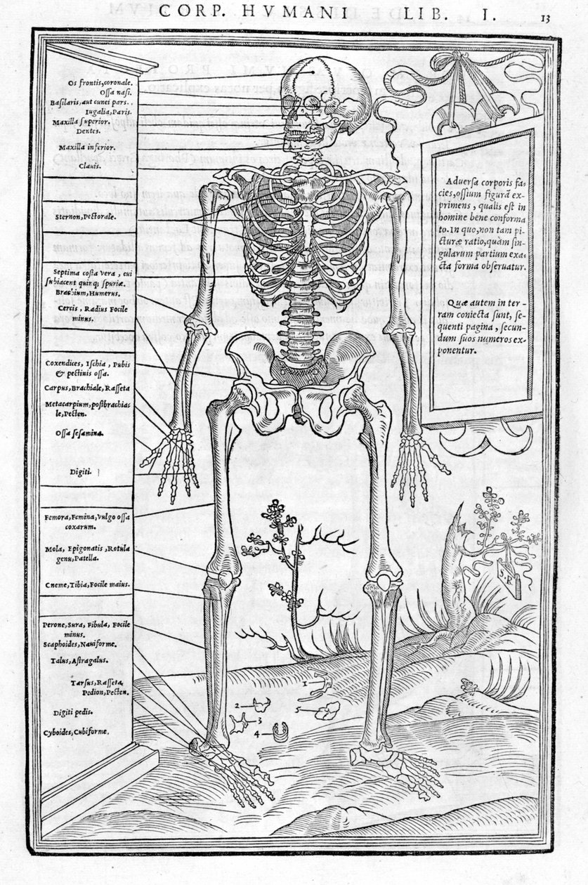 人間の骨格、前部。De dissectione partium corporis humani lbri tres... "の解剖学的プレート。「カルロ・ステファノ・リベリオ、パリ、1545年 作： 無名の画家