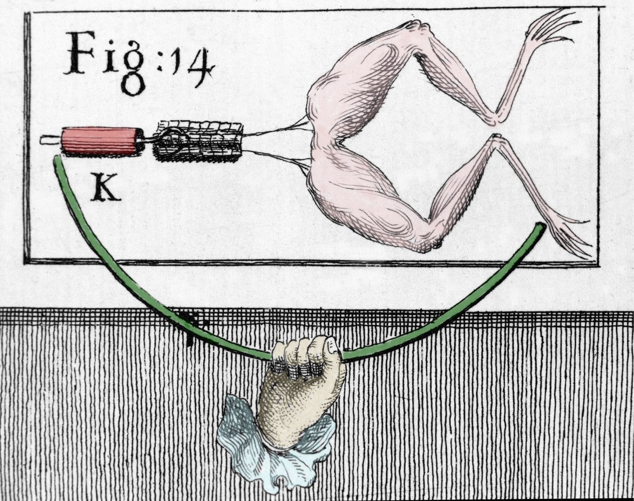 イタリアの物理学者・医師であるルイジ・ガルヴァーニ（1737〜1798）が、カエルの足に電流が流れることを説明した実験の図。 作： 無名の画家
