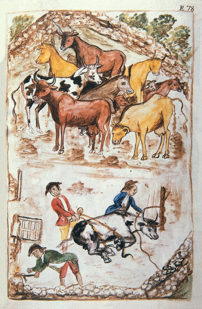 トルヒーヨ司教バルタサル・マルティネス・コンパニオン・イ・ブジャンダ（1782-1785）の著書「トルヒーヨ・デル・ペルー」（Códice Martínez Compañón）より「牛を守るインディアン」。 作： 無名の画家