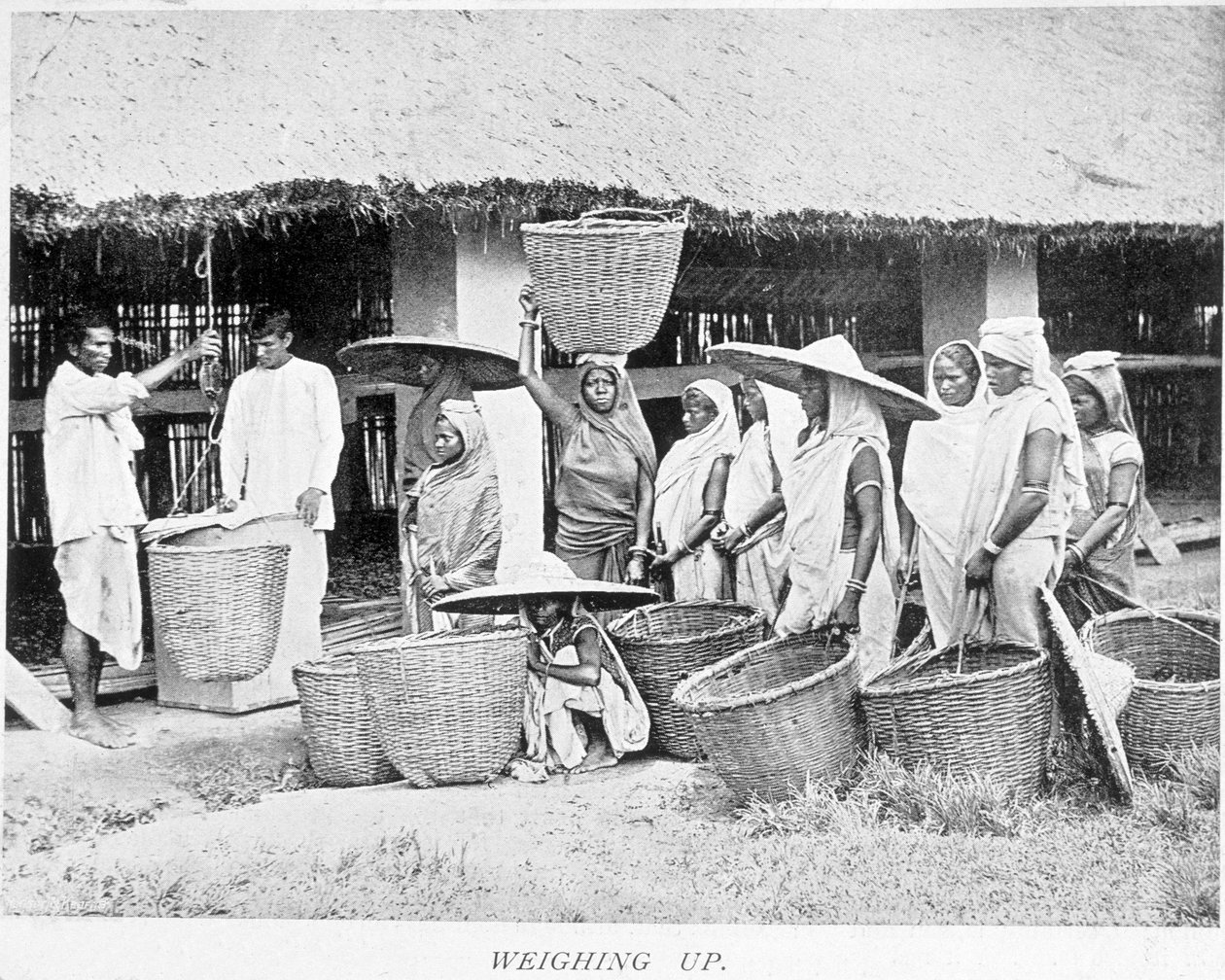 インドの茶葉の収穫。茶葉を計量するインドの農民たち 作： 無名の画家