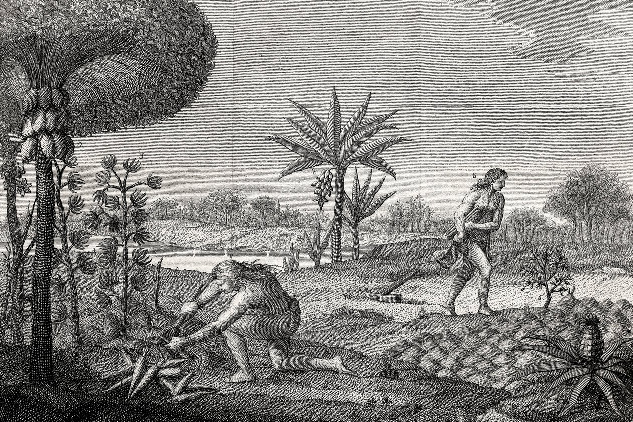 コロンビアのオレノケ盆地で土地を耕す先住民たち。1780年に描かれた版画 作： 無名の画家