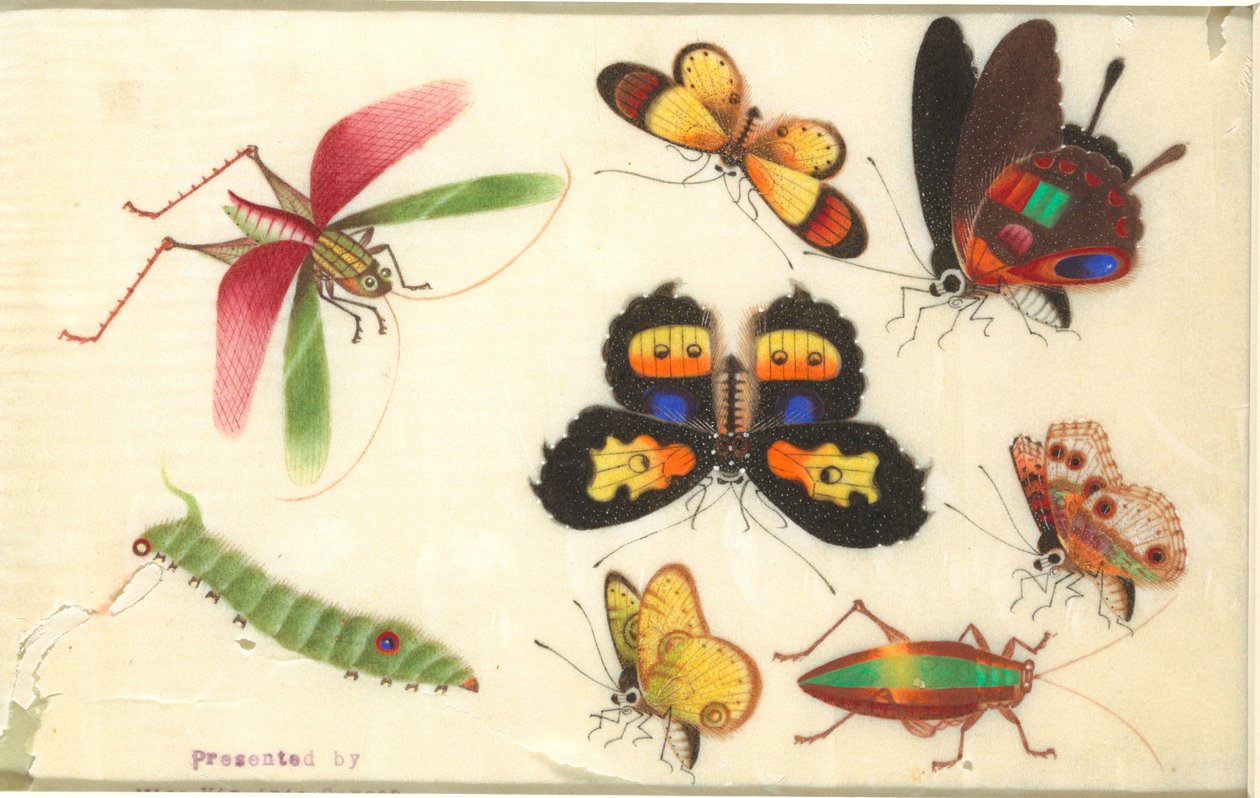 昆虫 作： 無名の画家
