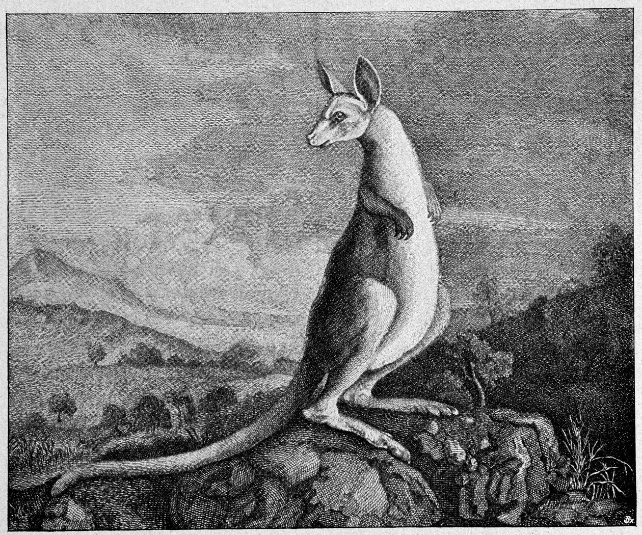 オーストラリアでカンガルーを発見したキャプテン・クックが描いたカンガルー - 1774年の銅版画より 作： 無名の画家