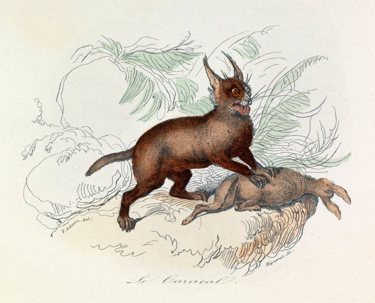カラカル（Felis caracal）は、ネコ目ネコ科カラカル属の四足歩行の哺乳類である。 作： 無名の画家