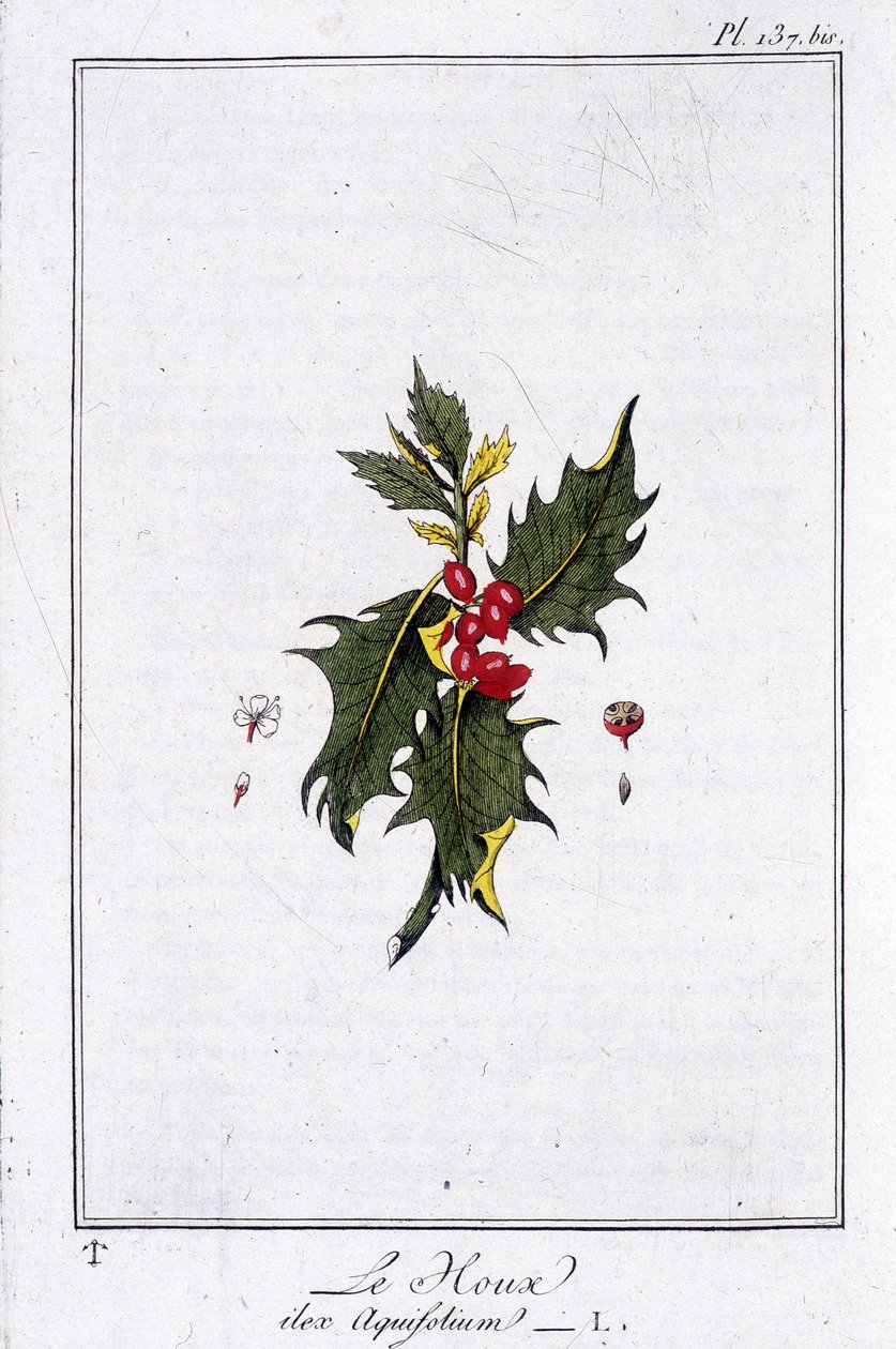 ホリー（Ilex Aquifolium） - J.C.フィリベール著「商人のための植物学演習」（Imprimerie de Crapelet, Paris）に掲載。 作： 無名の画家