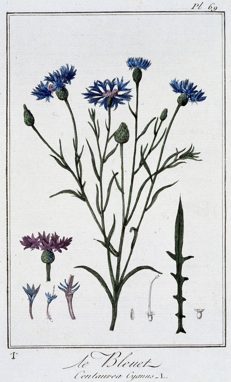 ヤグルマギク（Centaurea Cyanus）...J.C.フィリベール著「商人のための植物学演習」（Imprimerie de Crapelet, Paris）に掲載。 作： 無名の画家