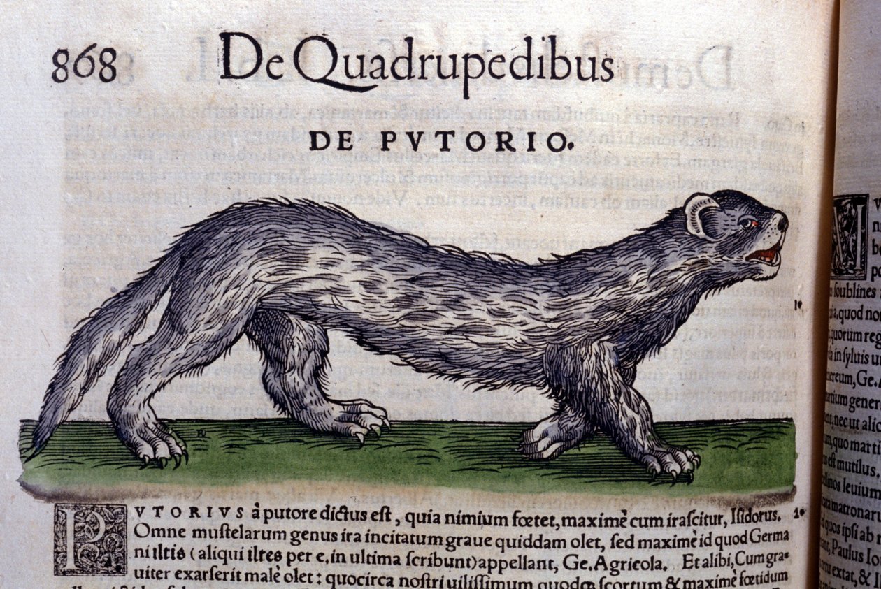 フェルトイ - コンラッド・ゲスナー(1516 - 1565)の『Historia Animalium』では、Tiguri 作： 無名の画家
